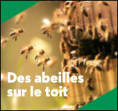 Des abeilles sur le toit du Carrefour de la coopration