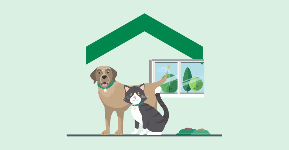 Discover Our Pet Insurance Plans | Desjardins