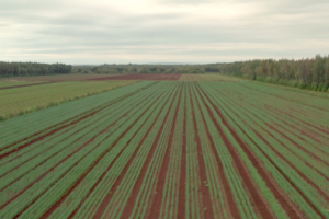 An agricultural field with straight rows of green plants receding into the distance