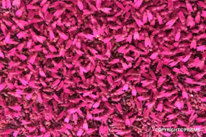 Vue d'un essaim de mouches roses