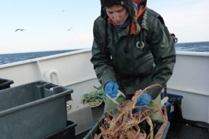 Person inspecting a snow crab on a fishing boat